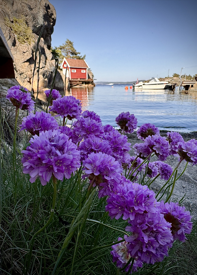 Ed Kirkoey Fjaerekoll Strandnellik Kreditering Anne Stensvik