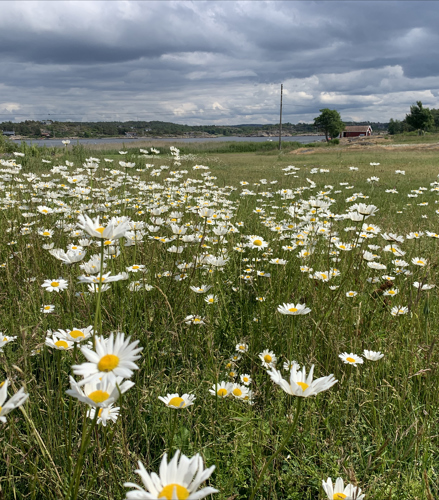 Herfoel Blomstereng Kreditering Nina Johansen