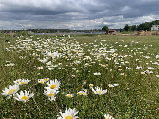 Herfoel Blomstereng Kreditering Nina Johansen