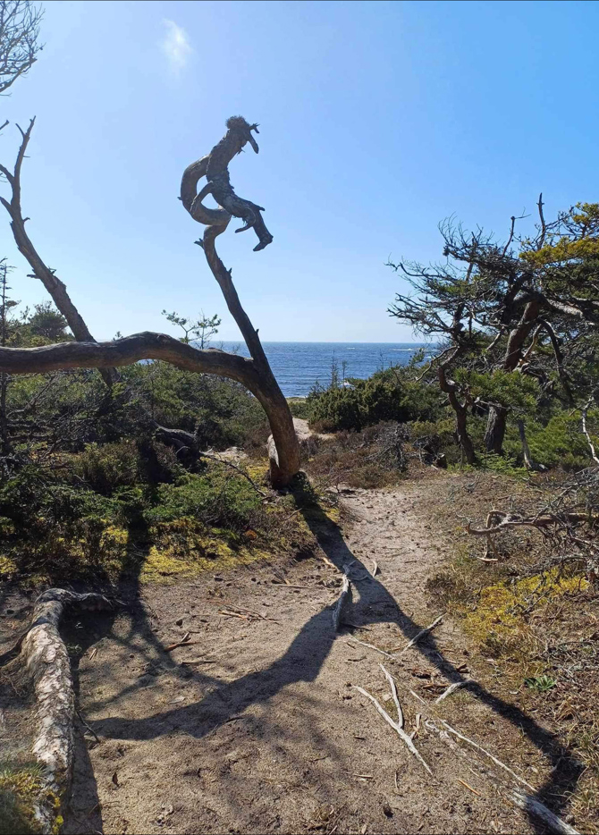 Storesand Vaardag Kreditering Siri Elisabeth Meyer (1)