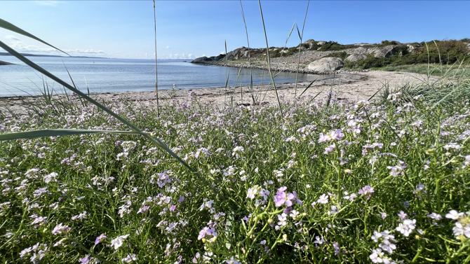 Herfoel Groennbauen Blomster