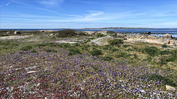 Asmaloey Landfasten Blomster